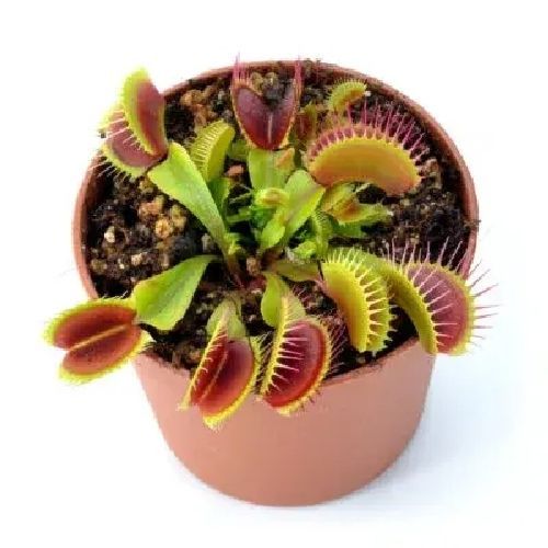 DIONAEA MUSCIPULA V.5,5 PIANTA CARNIVORA <br/> Piante Verdi da Interno