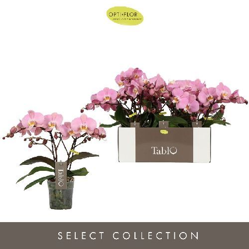 PHALAENOPSIS FORME 3 RAMI V12 <br/> Piante Fiorite da Interno