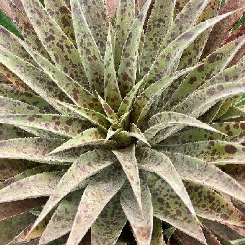 MANGAVE V.25 <br/> Piante Grasse