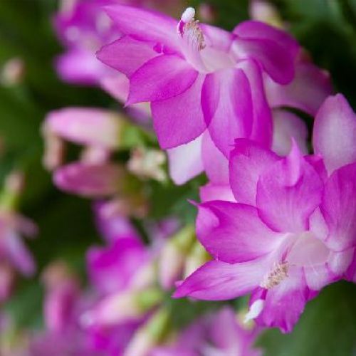 SCHLUMBERGERA BRIDGESII V11 <br/> Piante Fiorite da Interno
