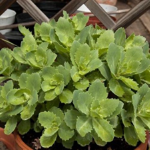 SEDUM YELLOW DELICAT BOUQUET V13 <br/> Piante Perenni ed Erbacee, Fiori Perenni