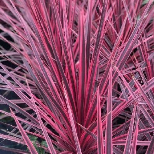 CORDYLINE AUSTRALIS CHARLIE BOY V17 <br/> Piante Ornamentali