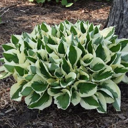 HOSTA SIEBOLDIANA PATRIOT V17 <br/> Piante Perenni ed Erbacee, Fiori Perenni