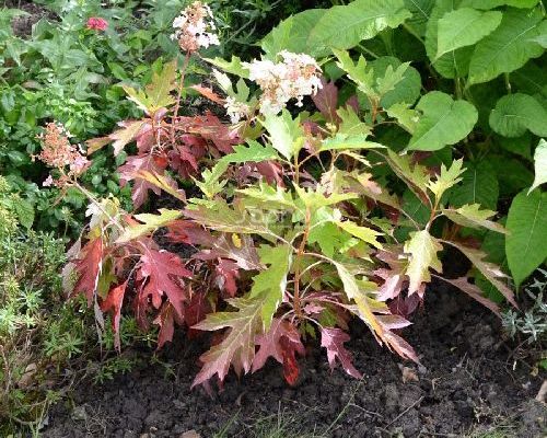 HYDRANGEA QUERCIFOLIA ICE CRYSTAL V17 <br/> Piante acidofile