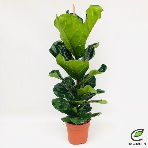 FICUS LYRATA V21 H100 <br/> Piante Verdi da Interno
