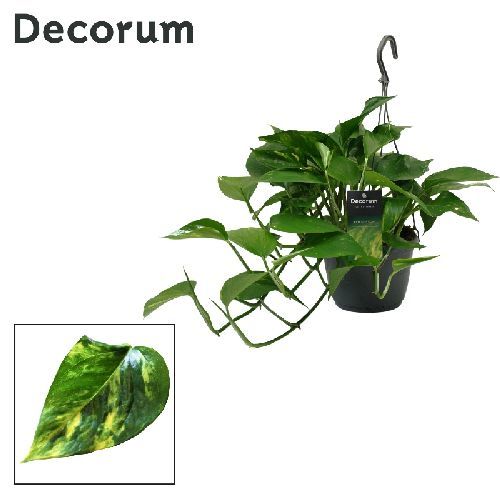 EPIPREMNUM AUREUM BK15 POTHOS <br/> Piante Verdi da Interno
