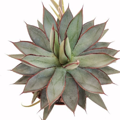 AGAVE SHAKA ZULU V15 <br/> Piante Grasse