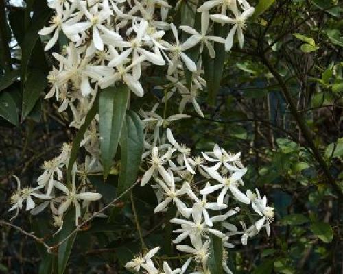 CLEMATIS ARMANDII V25 H180 <br/> Piante Rampicanti