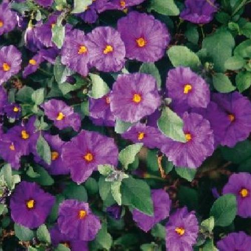 SOLANUM RANTONNETTI V20 <br/> Piante Fiorite da Giardino
