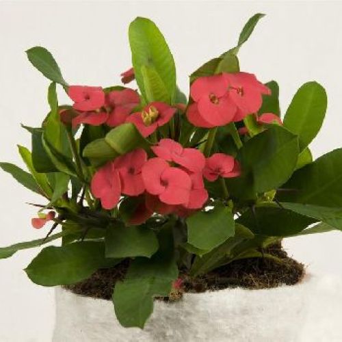 EUPHORBIA MILLY VULCANUS V12 <br/> Piante Grasse
