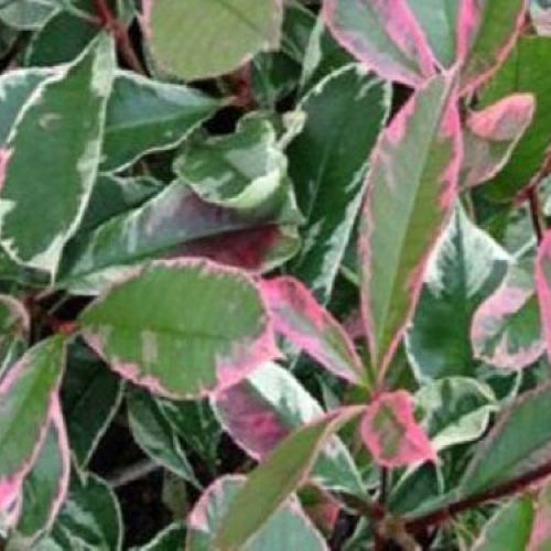 PHOTINIA FRASERI PINK MARBLE V17 <br/> Arbusti