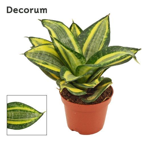 SANSEVERIA TRFASCIATA  V6 <br/> Piante Verdi da Interno