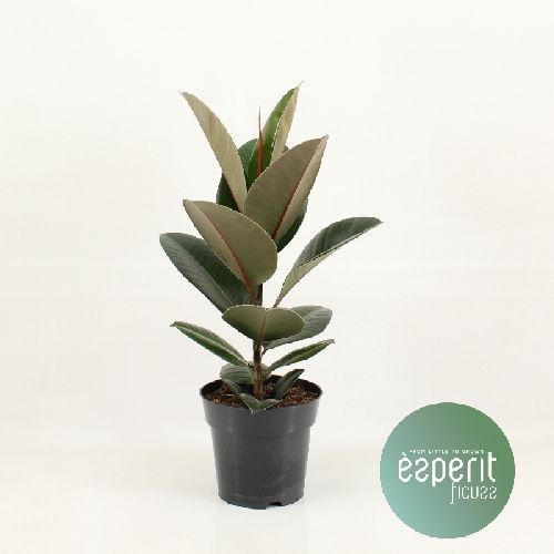 FICUS ELASTICA V17 H70 <br/> Piante Verdi da Interno