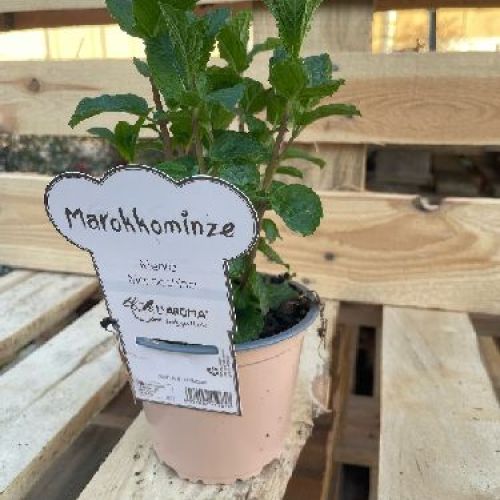 MENTA MAROCCHINA L'AROMA V14 <br/> Piante Aromatiche