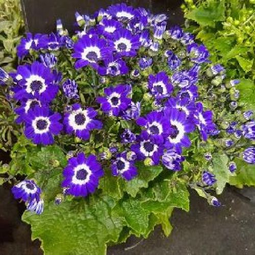 CINERARIA CRUENTA V15 <br/> Piante Stagionali