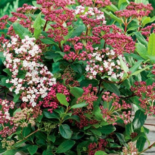 VIBURNUM TINUS EVE PRICE V17 <br/> Piante Ornamentali