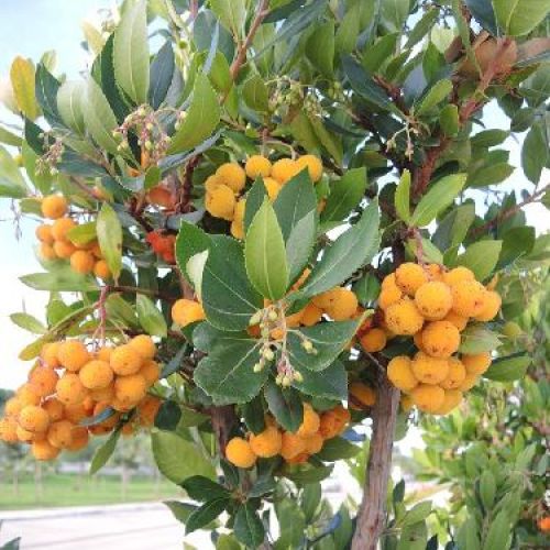ARBUTUS UNEDO ATLANTIC v.18 <br/> Piante e Alberi da Frutto