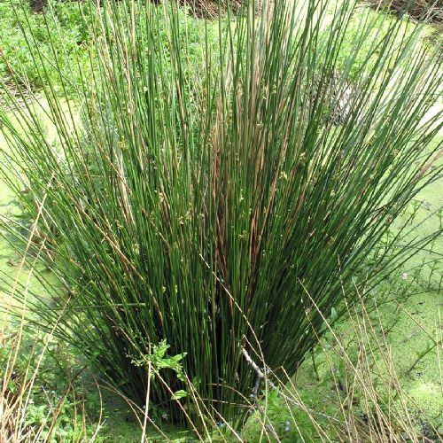 JUNCUS EFFUSUS V9 <br/> Piante Perenni ed Erbacee, Fiori Perenni