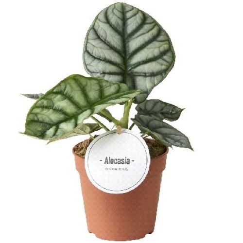 ALOCASIA SILVER DRAGON V12 <br/> Piante Verdi da Interno