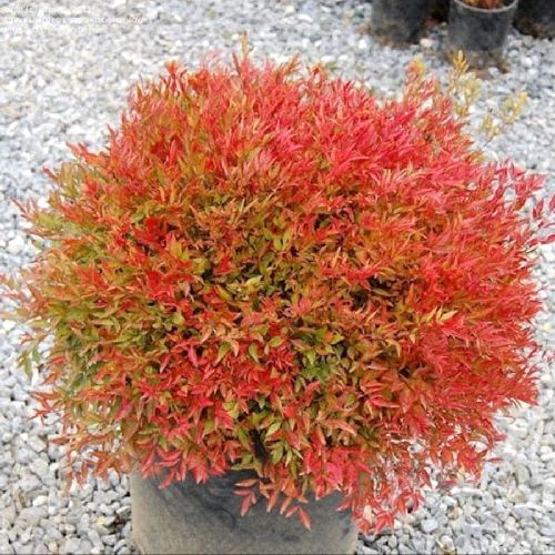 NANDINA DOMESTICA MOON BAY V17 <br/> Arbusti