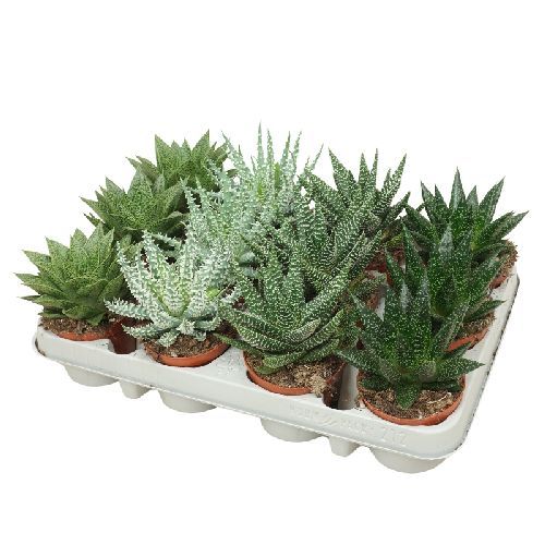 ALOE MIX V8,5 <br/> Piante Grasse