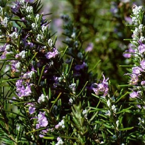 ROSMARINO V.14 VEGETABLE <br/> Piante Aromatiche