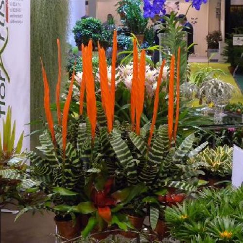 VRIESEA MIX V12 <br/> Piante Fiorite da Interno