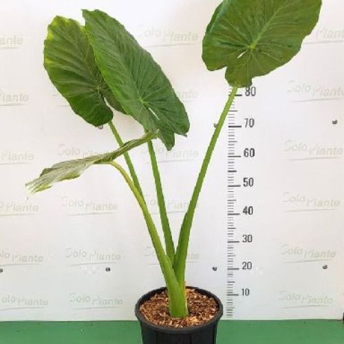 ALOCASIA MACRORRHIZA ORECCHIA D'ELEFANTE V30 <br/> Piante Verdi da Interno