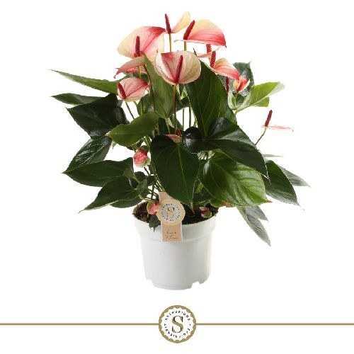 ANTHURIUM ANDREANUM MYSTIQUE V.17 <br/> Piante Fiorite da Interno