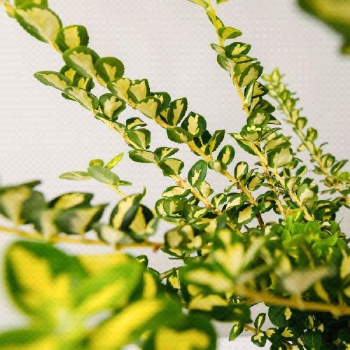 EUONYMUS FORTUNEI EMERALD V19 <br/> Arbusti