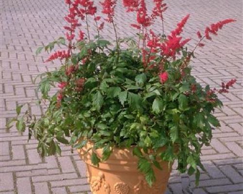 ASTILBE ARENDSII RED SHADES V17 <br/> Piante Perenni ed Erbacee, Fiori Perenni