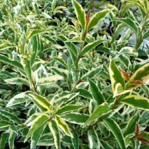 LIGUSTRUM LUCIDUM TRICOLOR V17 <br/> Arbusti