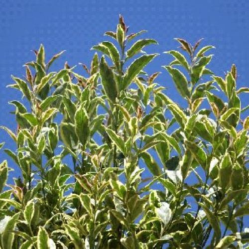 LIGUSTRUM JAPONICUM ARLEQUIN V17 <br/> Arbusti