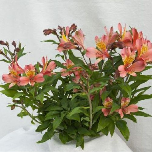 ALSTROEMIA MIX COLOR  V.19 <br/> Piante Perenni ed Erbacee, Fiori Perenni