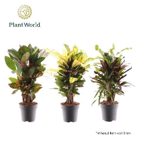 CODIAEUM VARIEGATUM MIX V17 CROTON <br/> Piante Verdi da Interno