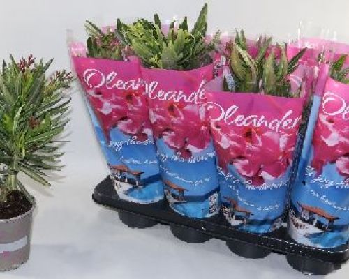 NERINUM OLEANDER V14 OLEANDRO <br/> Giardino Mediterraneo