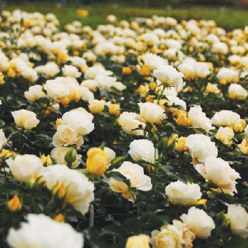 ROSA PAESAGGISTICA POPCORN DRIFT V17 <br/> Piante Fiorite da Giardino