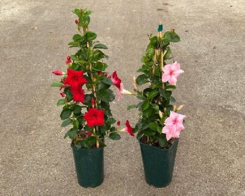 DIPLADENIA PIRAMIDE V17 H80 <br/> Piante Stagionali