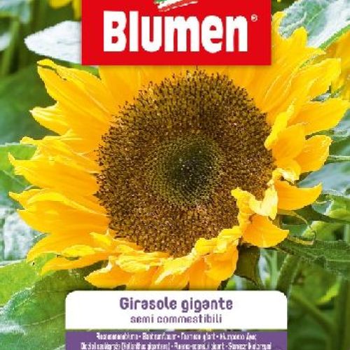 Blumen giardino fiori Girasole gigante semi commestibili <br/> Semi da Fiore