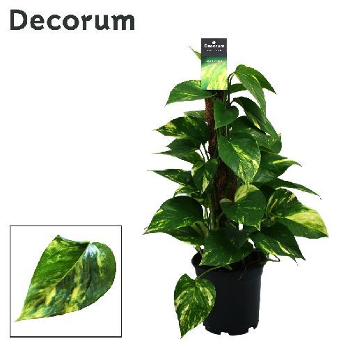 EPIPREMNUM AUREUM V19 POTHOS <br/> Piante Verdi da Interno