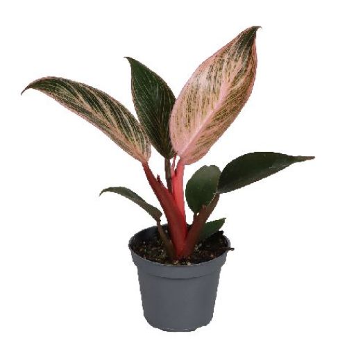 PHILODENDRON PINK BIKINI V6 <br/> Piante Verdi da Interno