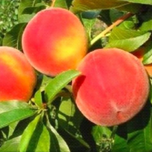 PRUNUS PERSICA MYCREST V24 PESCA GIALLA <br/> Piante e Alberi da Frutto