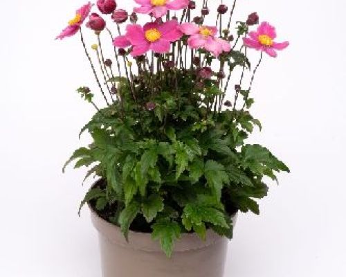 ANEMONE EMMY DOUBLE DEEP ROSE V17 <br/> Piante Perenni ed Erbacee, Fiori Perenni