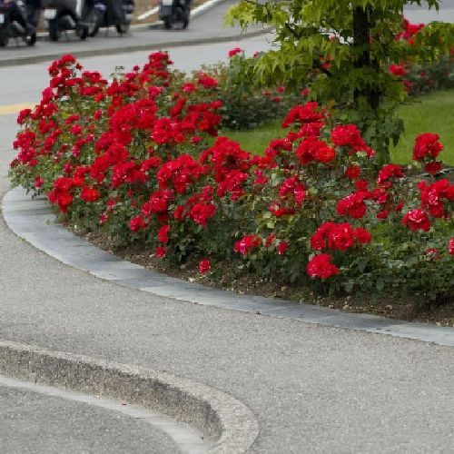 ROSA LA SEVILLANA V.17 <br/> Piante Fiorite da Giardino