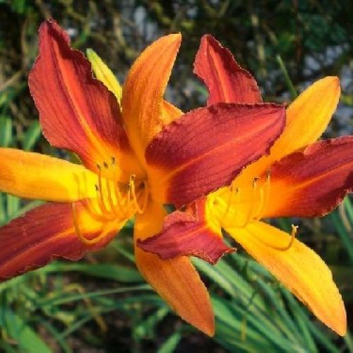 HEMEROCALLIS MARY GUENTHER V17 <br/> Piante Perenni ed Erbacee, Fiori Perenni