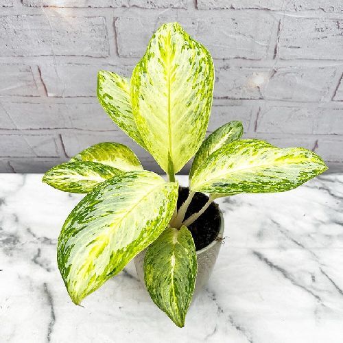 AGLAOMENA ARTIC LIME V12 <br/> Piante Verdi da Interno