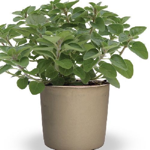 ORIGANUM VULGARE HOT SPICY V14 ORIGANO <br/> Piante Aromatiche