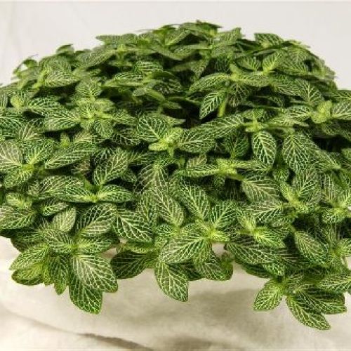 FITTONIA V12 <br/> Piante Verdi da Interno
