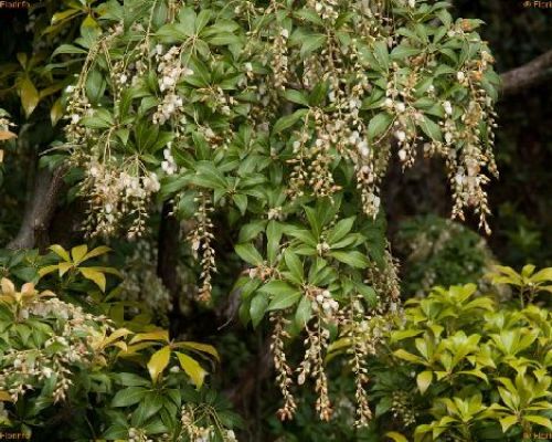 PIERIS JAPONICA V13 <br/> Piante acidofile