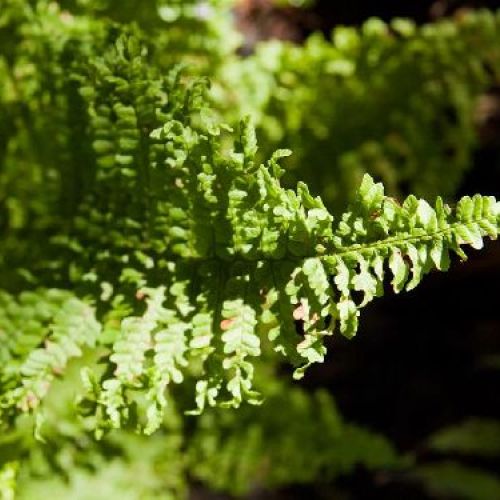 POLYSTICUM SETIFERUM V14 <br/> Piante Perenni ed Erbacee, Fiori Perenni